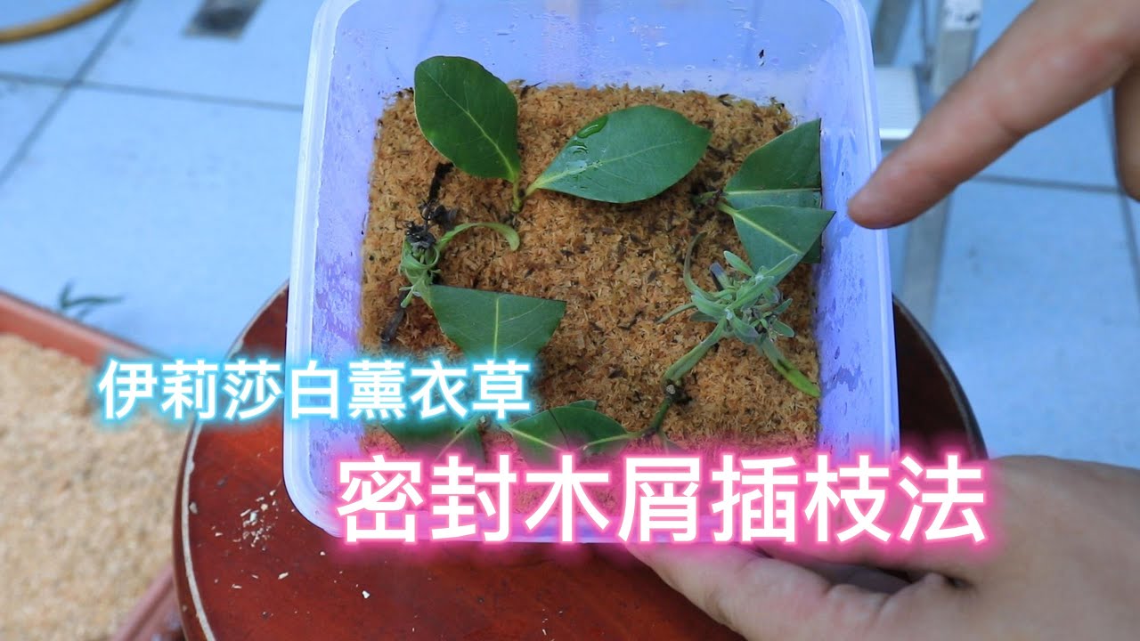 伊莉莎白薰衣草密封木屑插枝法【2022/09/17】