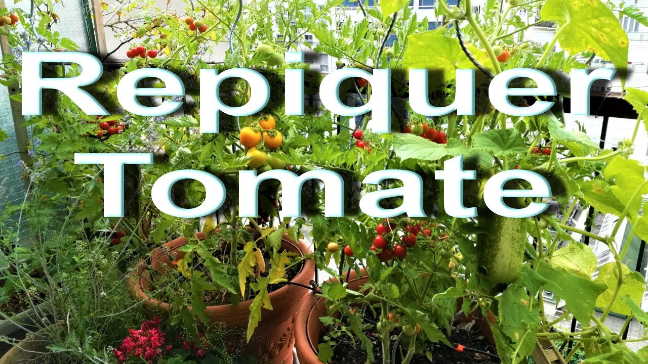 Tomates cerises en pot, comment planter ?  Cherry tomatoes, how to plant ?