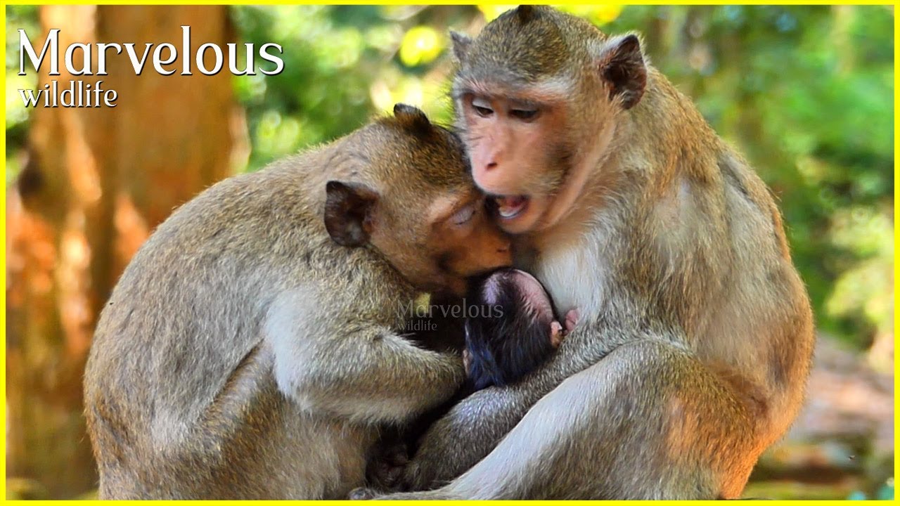 Successfully...? Great young momma Jazzy p/recludee in advance big Jonna s/tealingg milk baby Jiva