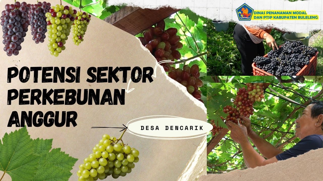 Potensi Sektor Perkebunan Anggur di Desa Dencarik Kecamatan Banjar || DPMPTSP Kab. Buleleng