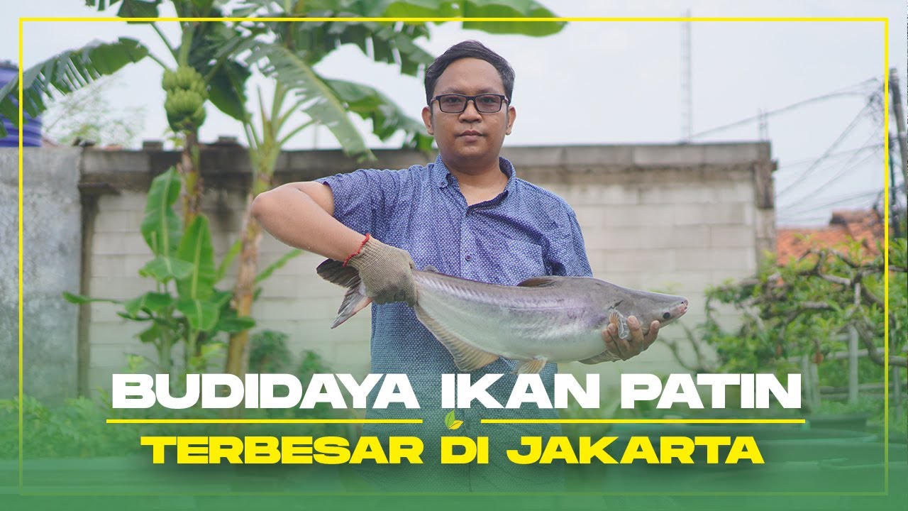 Bikin Cepat Kaya, Budidaya Ikan Patin Yang Paten Hasilkan Panen Ribuan Ekor Omzet Puluhan Juta
