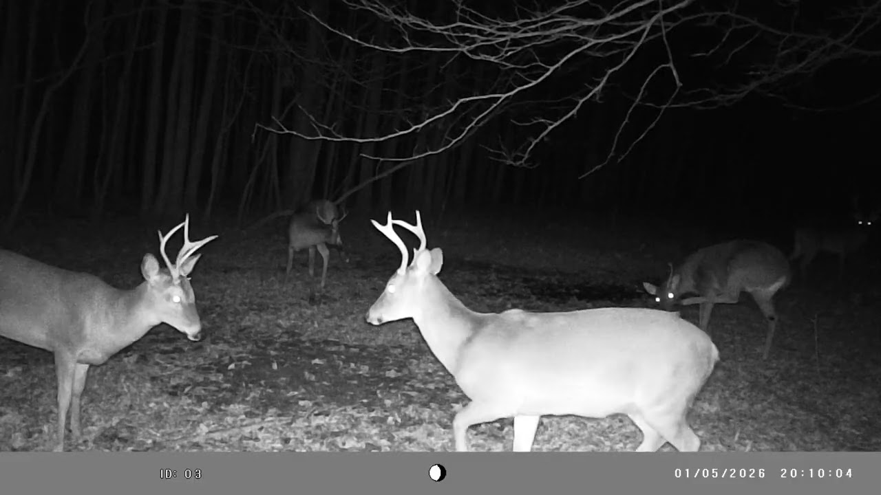 🦌 Bachelor Deer Group / Big Bucks / Bucks Fighting 🦌 