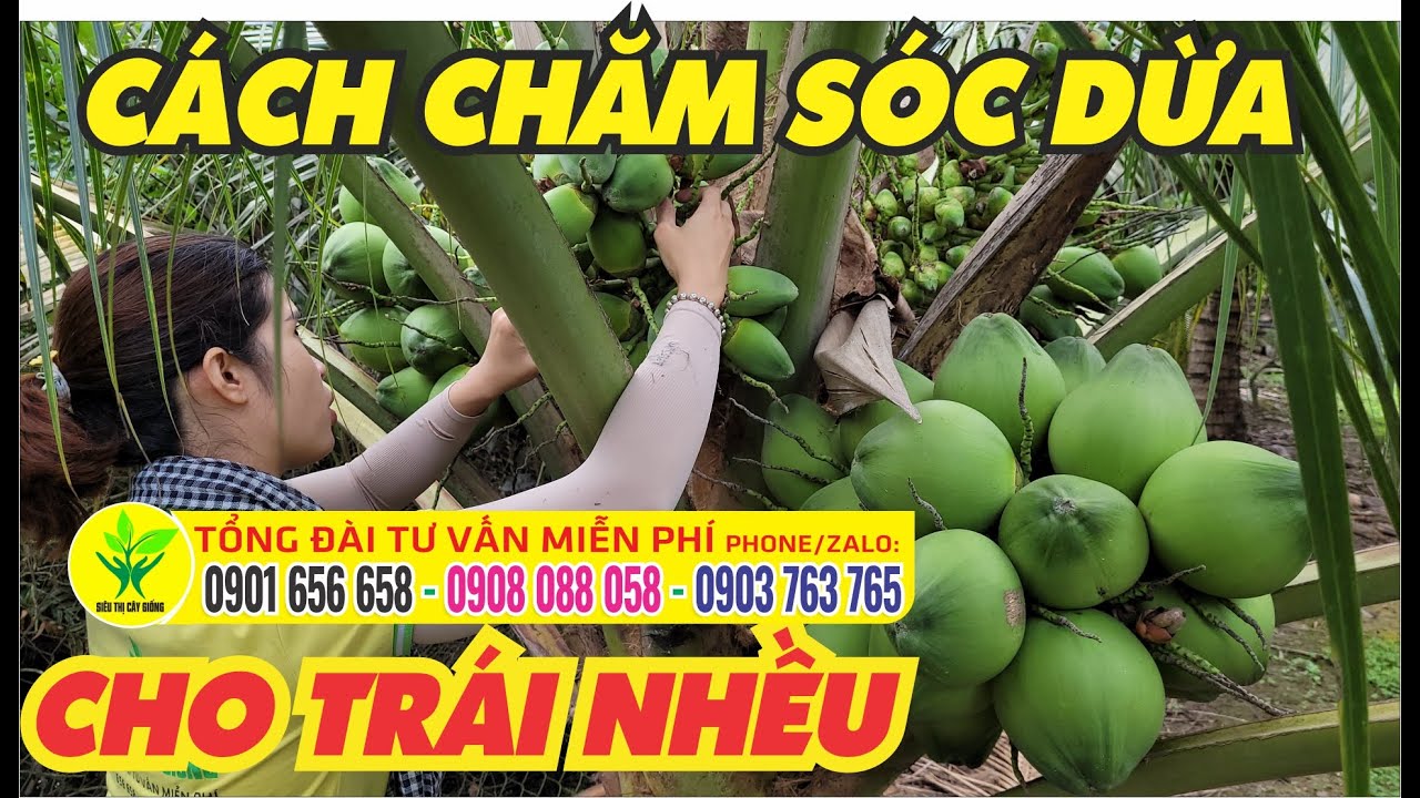 Bón phân cho dừa sai trái - KỸ THUẬT TRỒNG DỪA