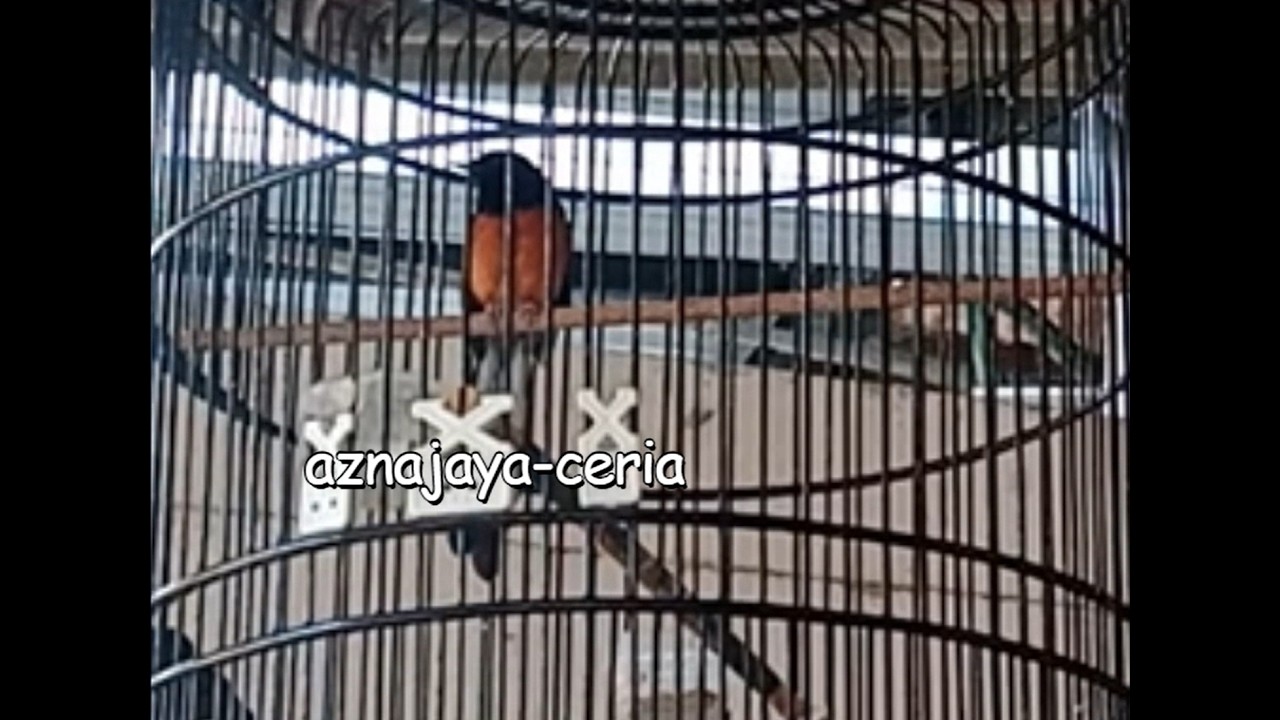 Anti stress, suara dasar Murai