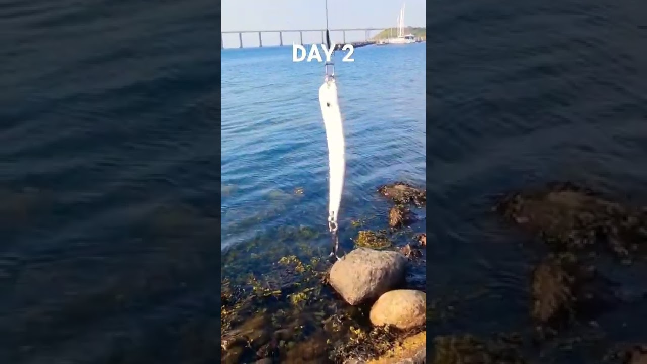 Hunting for belons #shorts #beluga #fishing #hunting #wędkarstwo #spinning