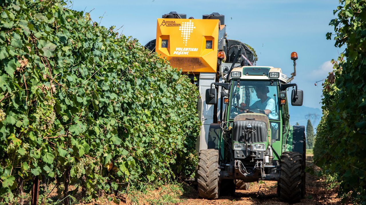Vendemmia Prosecco 🍇 | 2x Pellenc Diamant 9056 + Pellenc 4056 + Fendt 211P | AGRICOLA MARCHESIN