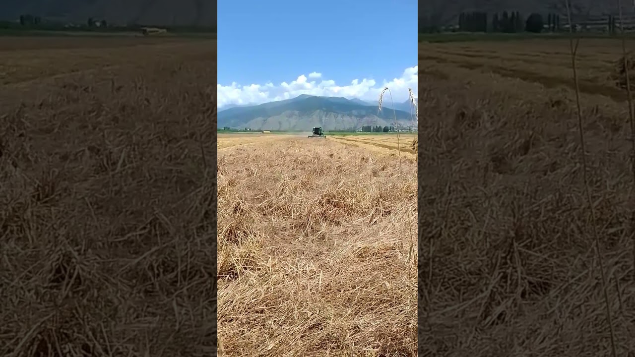 Arpa bicini 2024 #agrar #farming #agrio #agriculture #agristar #farm #agry #agro