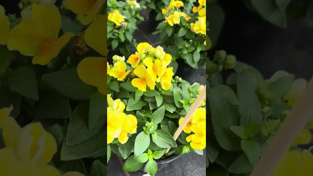 Nemesia Breeding  - Volmary New Product Trials May 2024