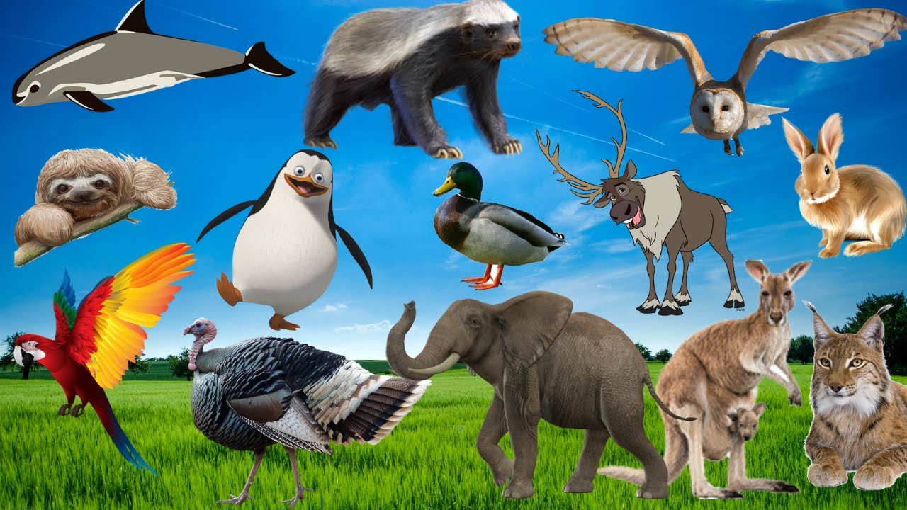 Uncovering the Hidden Wonders of wild Animal Kingdom | The Best Wildlife Encounters