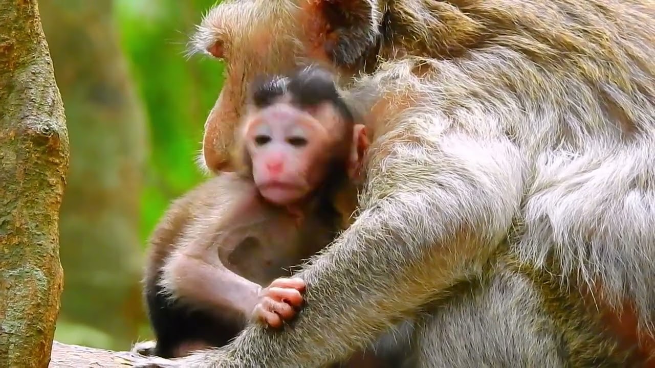 Oh my God, little baby San is really jealous...SO CUTE MONKEY...!