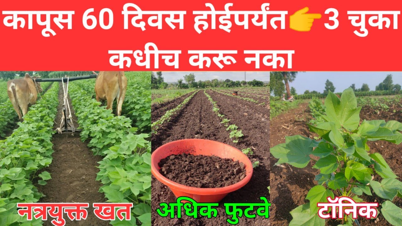कपाशीमध्ये 60 दिवस कधीही ह्या 3 चुका करू नका