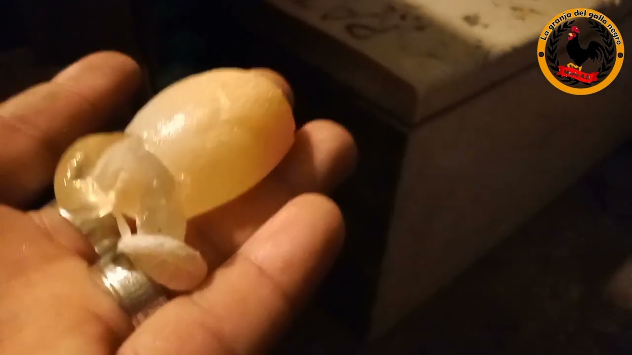 Cómo encluecar una gallina rápidamente párte 2 Mis gallinas pusieron un huevo sin cáscara