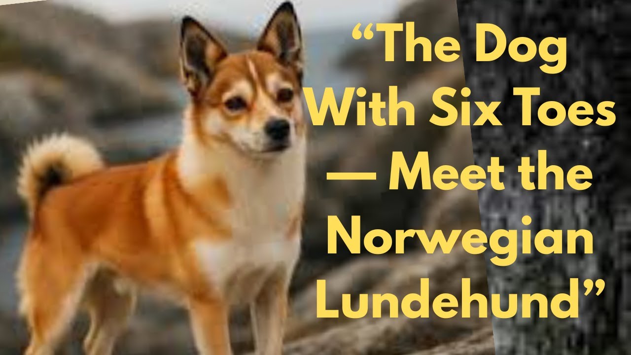 “The Dog With Six Toes — Meet the Norwegian lundehund”