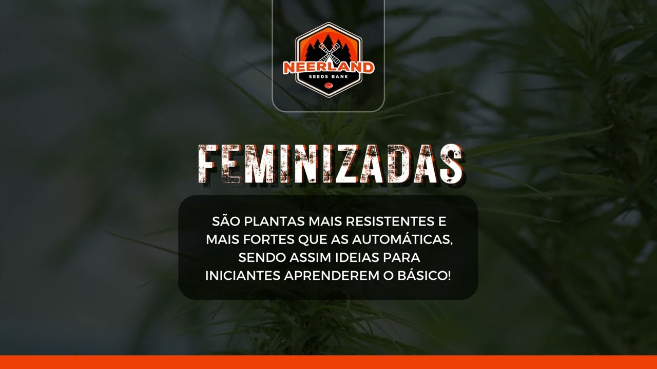 Diferen&ccedil;a entre seeds Autom&aacute;ticas e Feminizadas