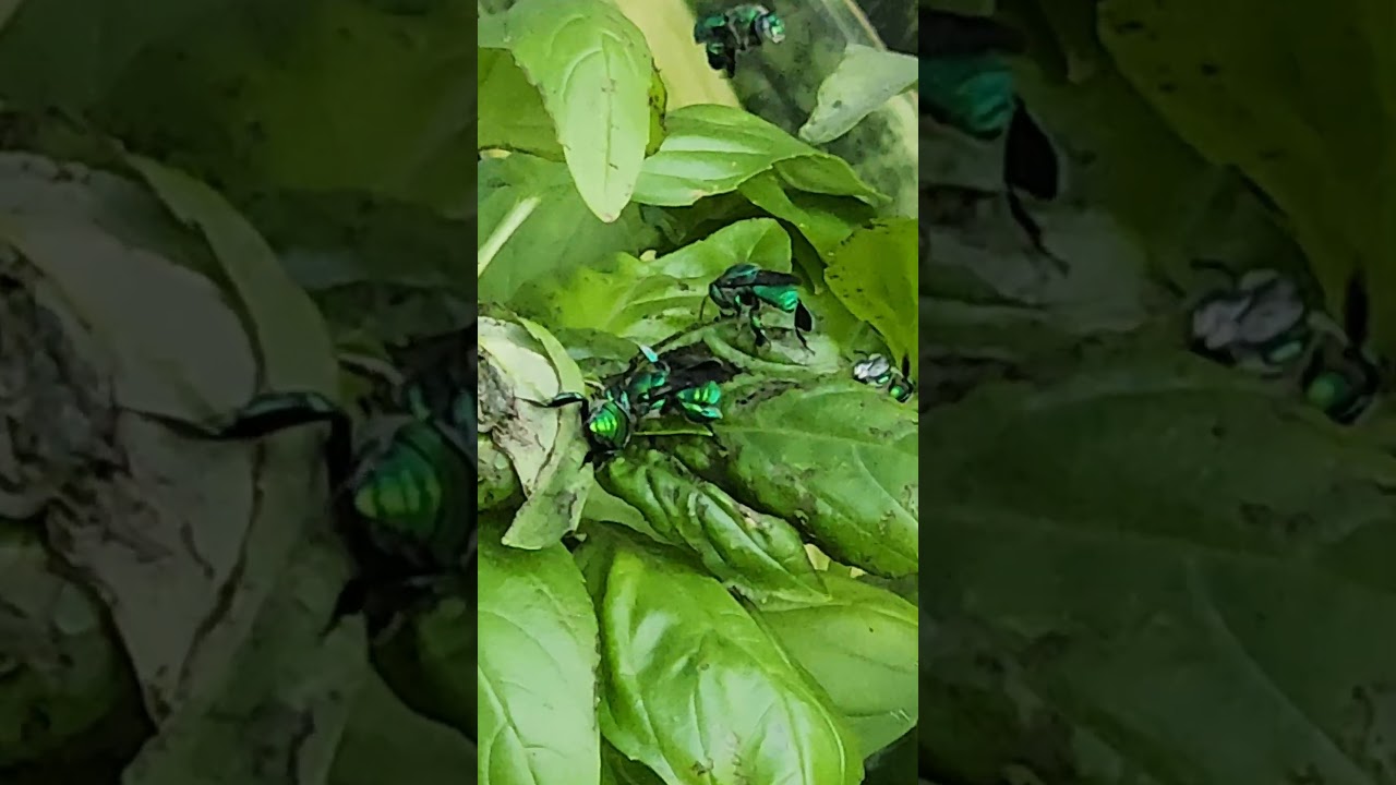 Psychedelic Green Bee  
