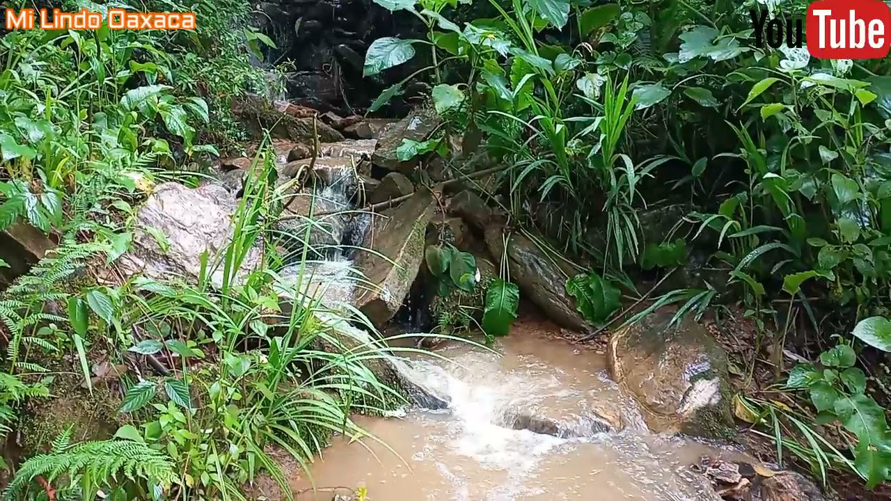 Bajo la lluvia limpiamos nuestras  plantas de col en el campo