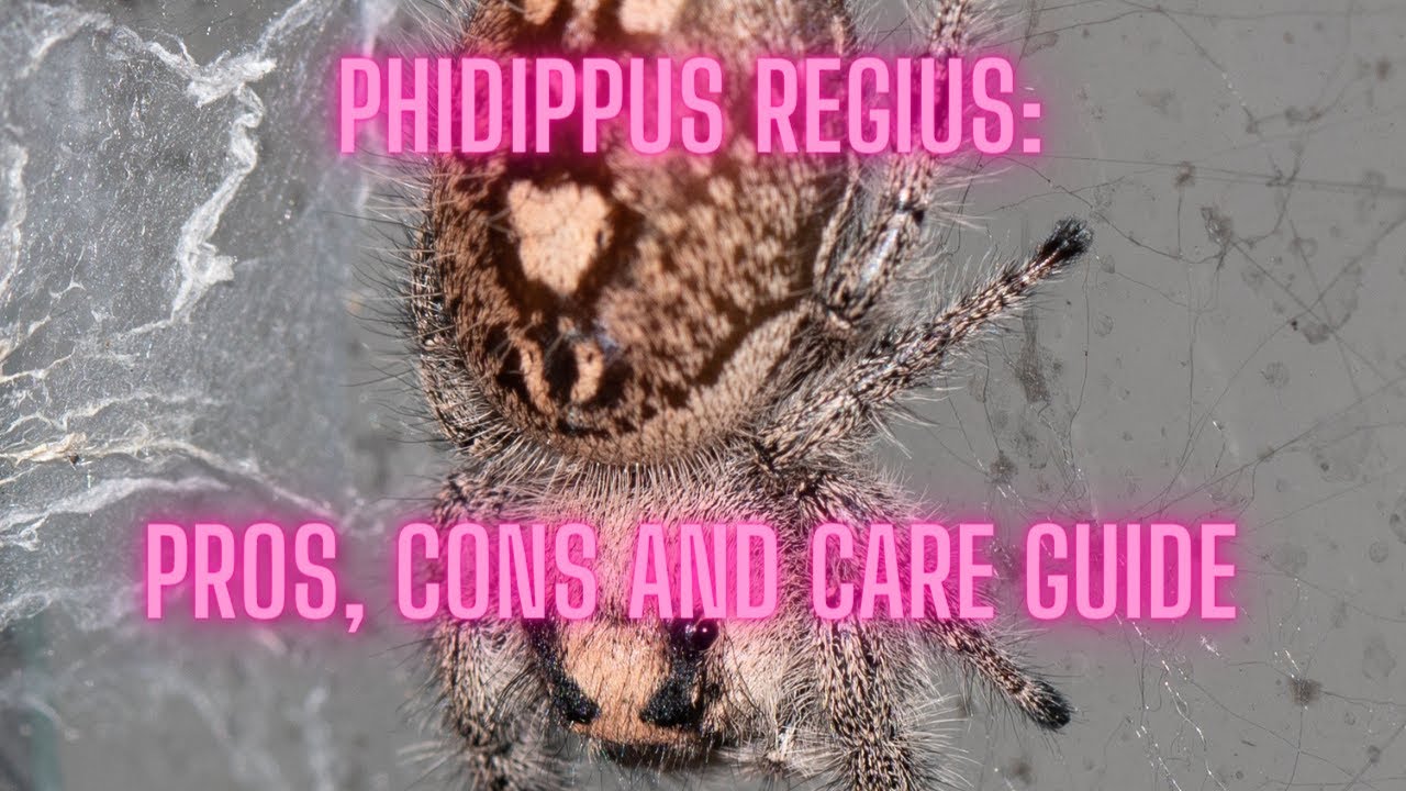 Regal Jumping Spider (Phidippus regius): Pros, Cons, and Care Guide