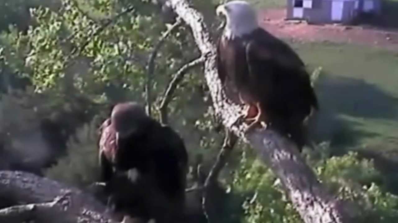 Decorah Eagles 2012 - Homecoming...A Tribute to D12 ✺