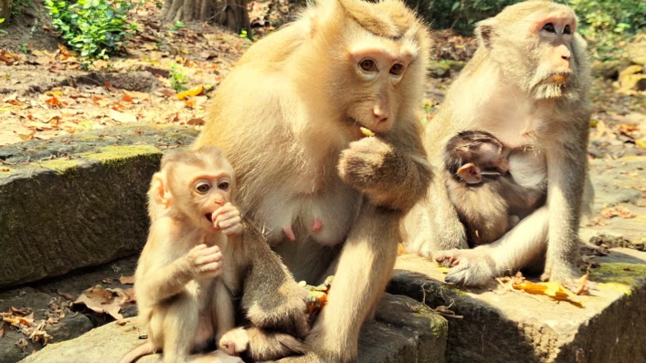 Adorable Baby Monkey in Angkor Area, #80.