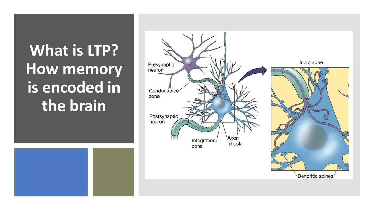 What is Long Term Potentiation? Learning about how memory is encoded in the brain.