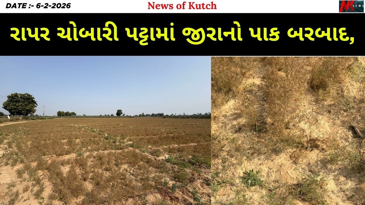 રાપર ચોબારી પટ્ટામાં જીરાનો પાક બરબાદ, ખેડૂતો પર આર્થિક આઘાત