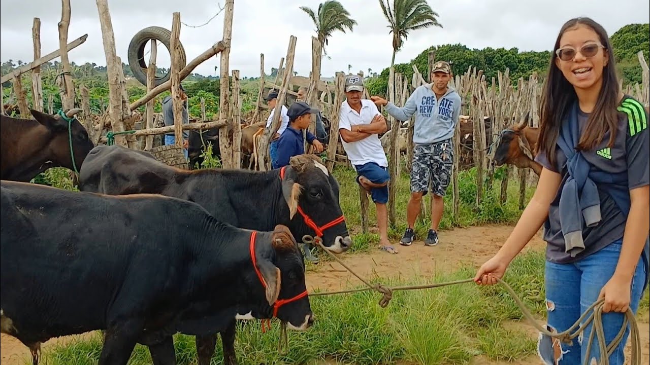 FEIRA DO GADO EM SÃO BENEDITO CEARÁ DIA 12/04/25