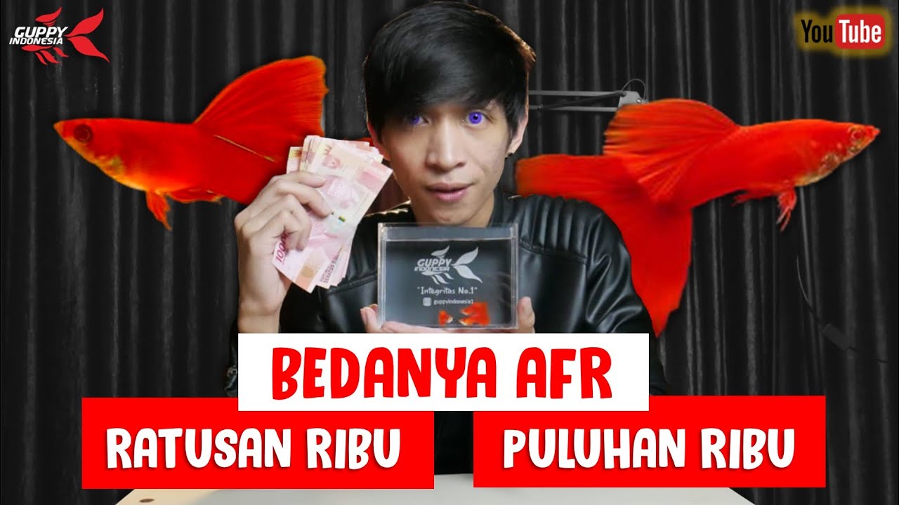 LANGSUNG JELAS PERBEDAAN GUPPY AFR PULUHAN RIBU DAN ALBINO FULL RED RATUSAN RIBU