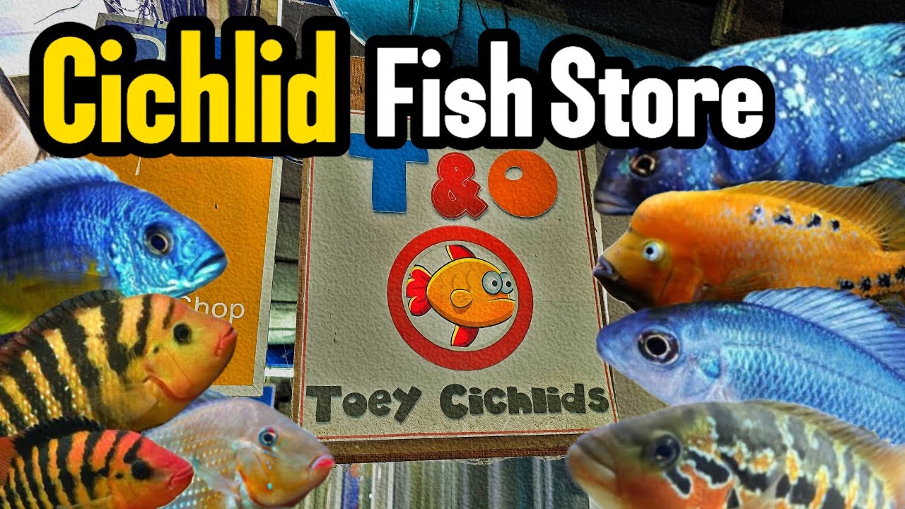 Let's go check out some amazing Cichlid !! | ไปส่องร้านปลาหมอเด็ด ๆ | T & O Toey Cichlids ❤️