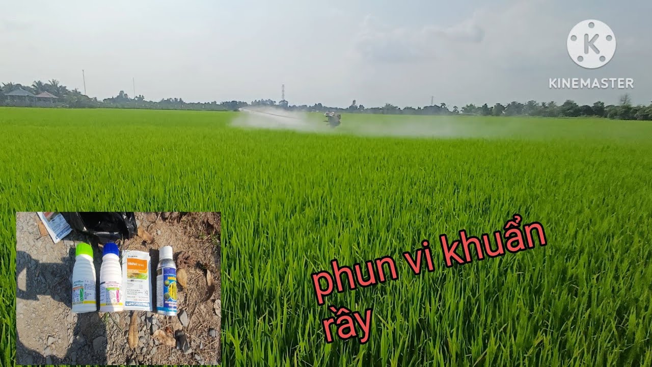 Phun cử hay 4 thứ thuốc cũng nặng tiền lúa 55 ngày vụ đông xuân 