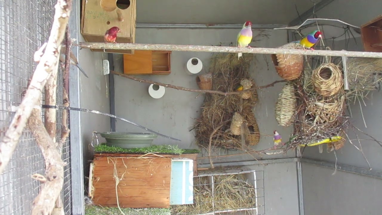 Love watching the Finches & Waxbills