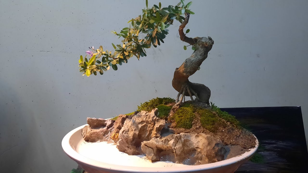 Tiểu cảnh đơn giản cùng bonsai bỏ túi