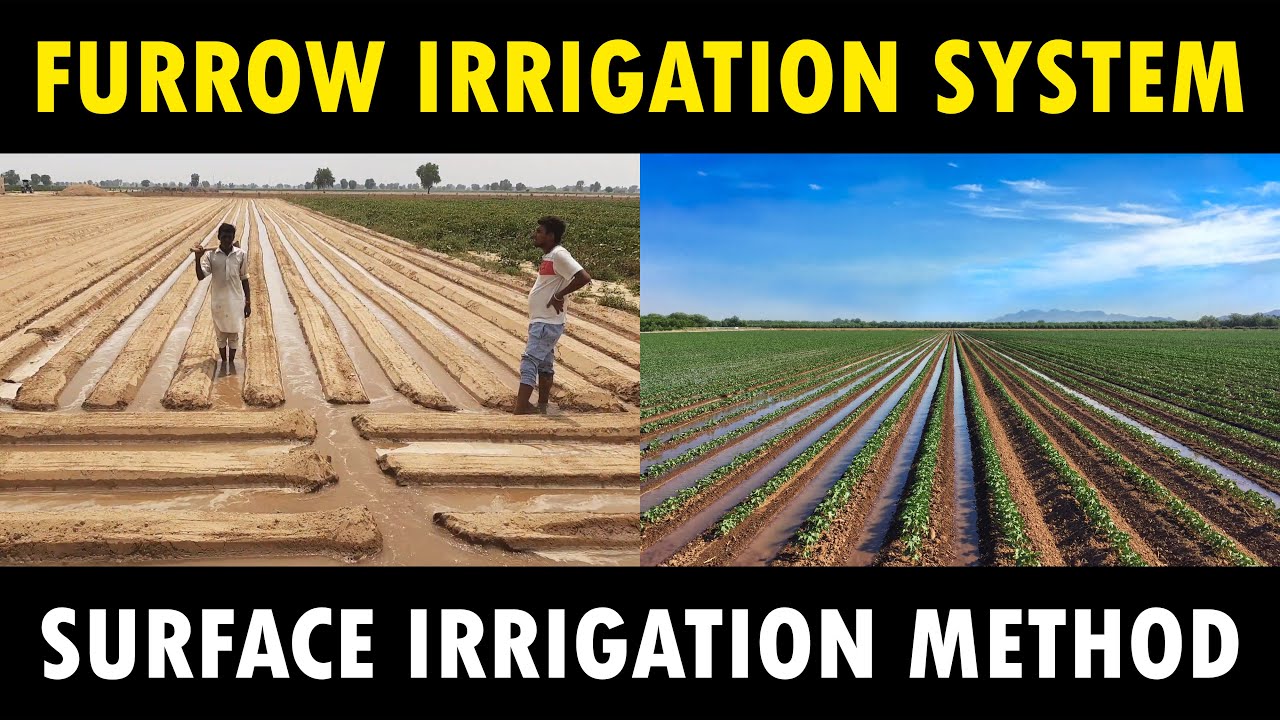 Furrow Irrigation System | Surface Irrigation System | Agriculture Irrigation Method