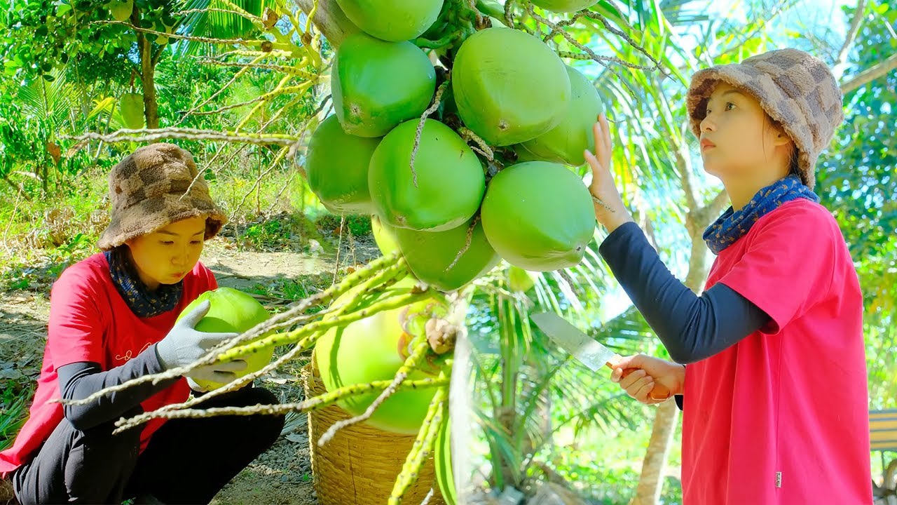 Harvesting Coconuts 🥥 From Garden to Market | Peaceful Rural Life, Garden Care & Bathing the Dogs