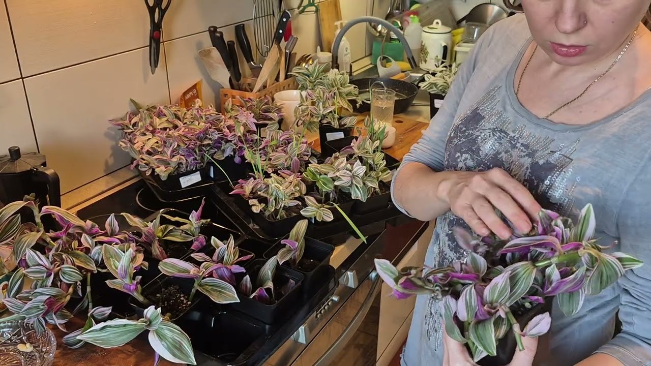 #реаллайф пересадка цветов  разговорчики