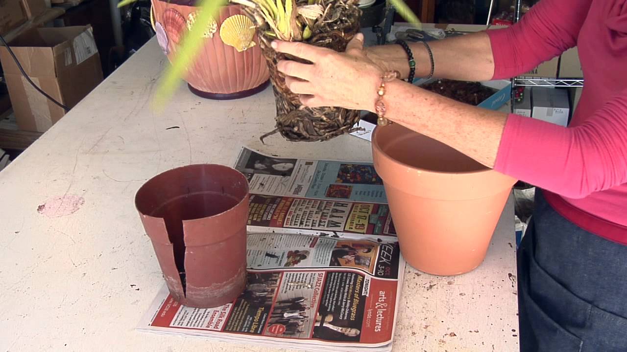 How to Plant Cymbidium : Great Gardening
