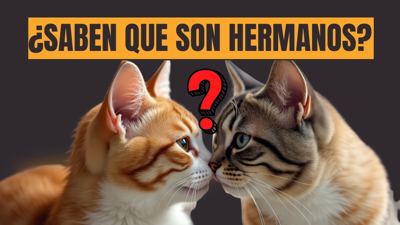 Descubre la verdad sobre si un Gato reconoce a su madre o hermanos