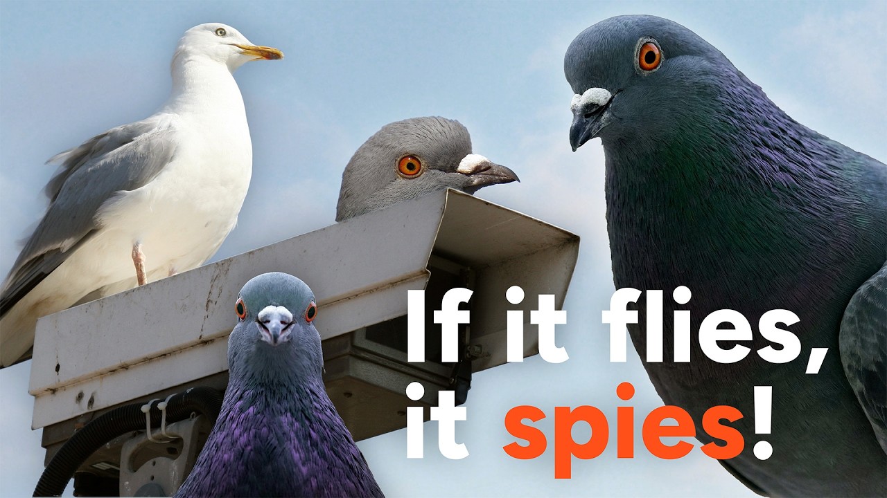 The Truth Behind the Birds Aren't Real Movement