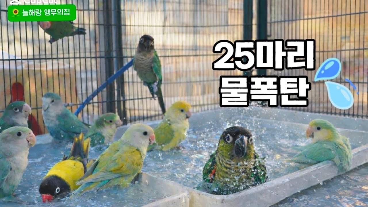 🌻점심 힐링🦜 앵무새 물놀이 라이브💧💧💧