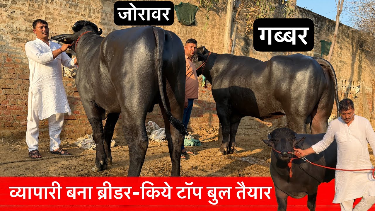 🔴जोरावर और गब्बर बुल तैयार करके👉व्यापारी बना ब्रीडर। AMIT SHAMLO☎️8708672676.