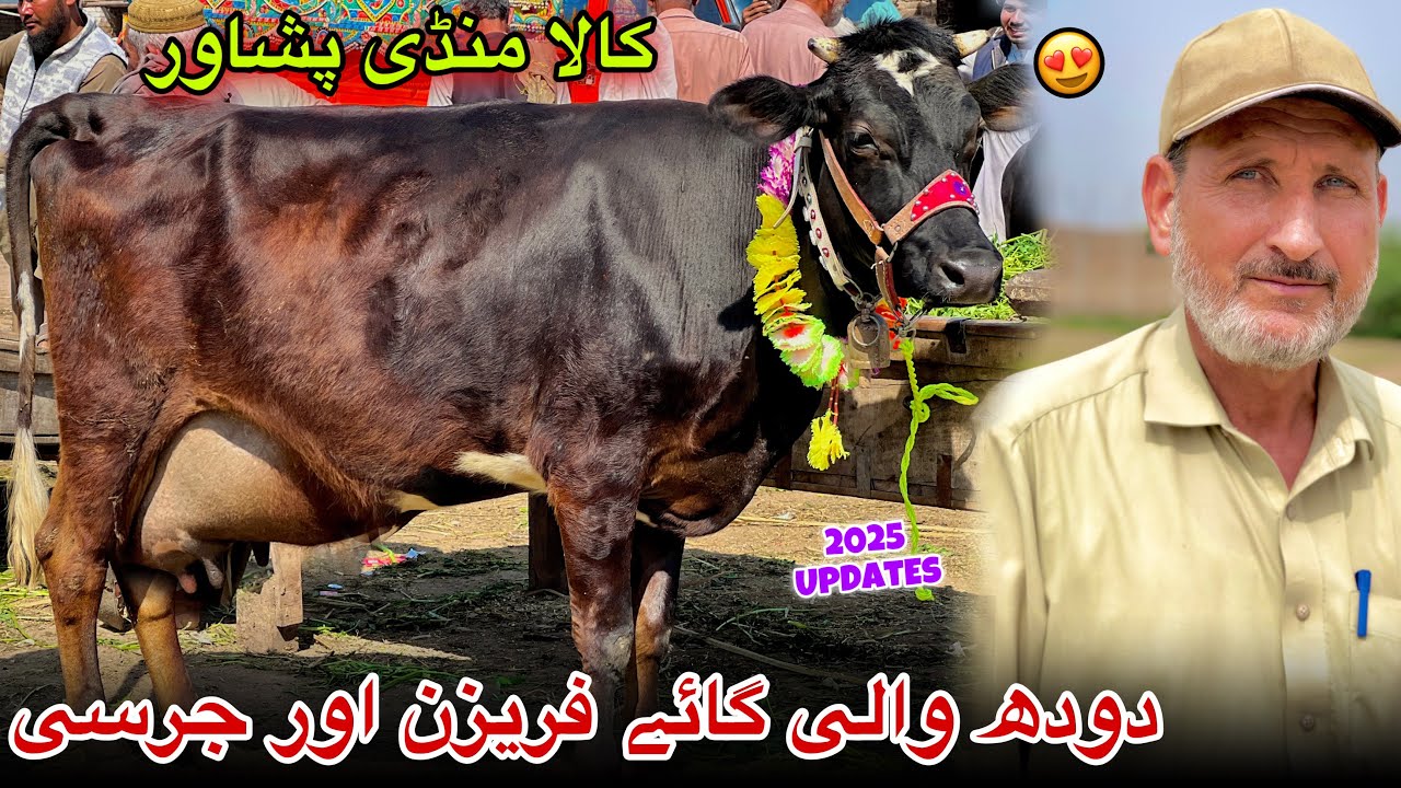 Dairy Milk Cow Prices Kala Mandi Peshawar New Updates 2025 | Dairy Farming |  Khyber Social Tv