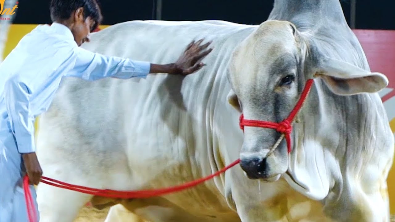 Decent Cattle Farm I Sahiwal - Panjab I Collection Top Gaint I Heavy Beauty I Parrot Studio