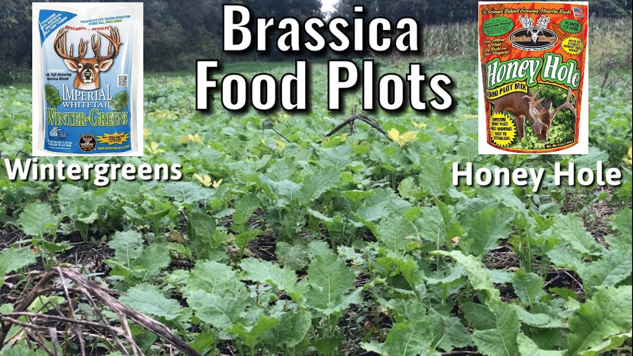 Brassica Food Plots - Whitetail Institute Wintergreens and Antler King Honey Hole