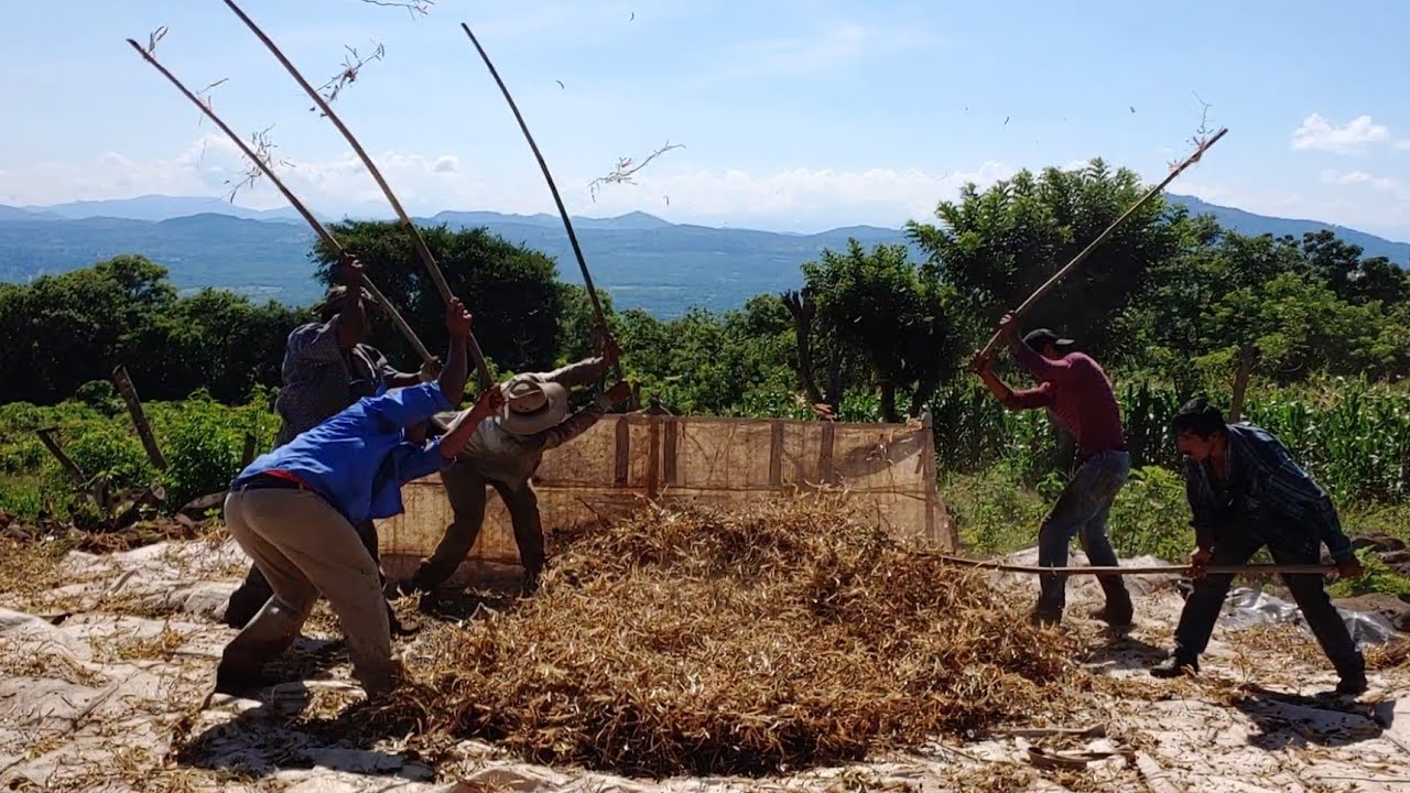 aporreando frijol/que tan pesado es este trabajo?trabajo de campo/Guatemala