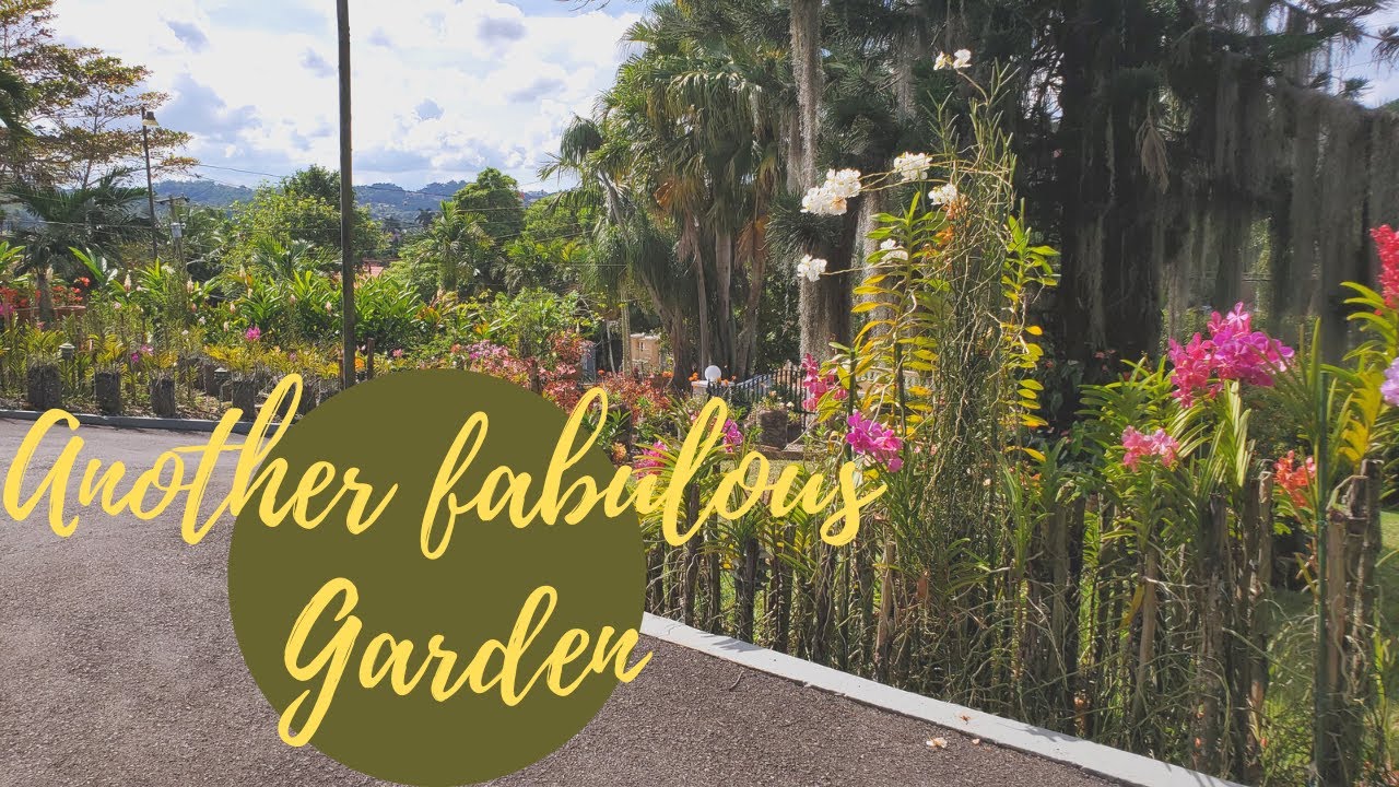 Another fabulous garden in Manchester, Jamaica