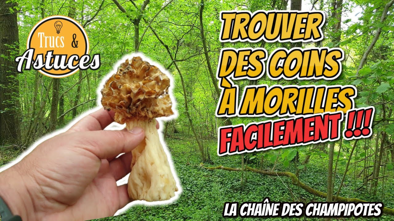 La meilleure astuce pour trouver ses coins &agrave; morilles facilement, 