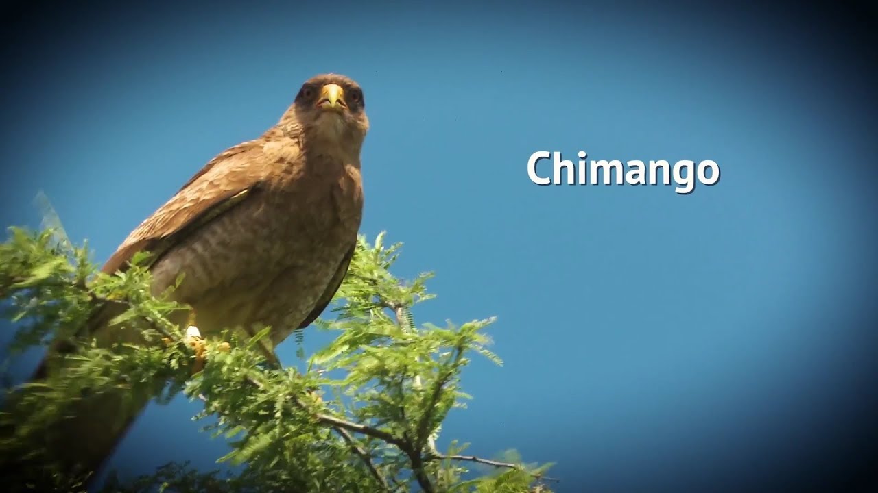 Rapaces - Chimango