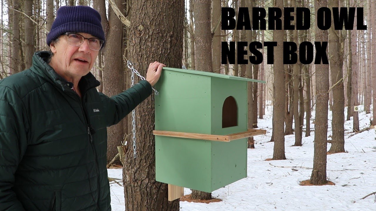 Barred Owl Nest Box Build