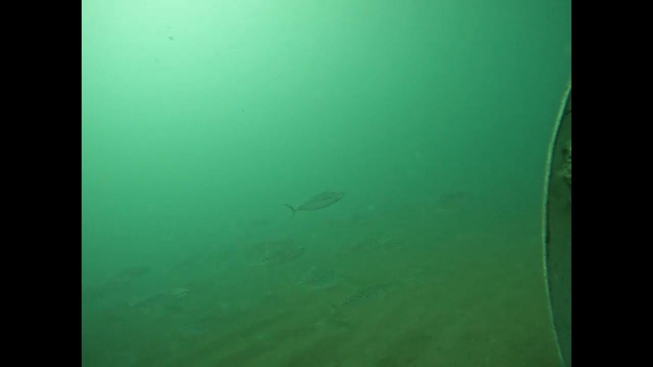 Mcakeral like fish Site 17