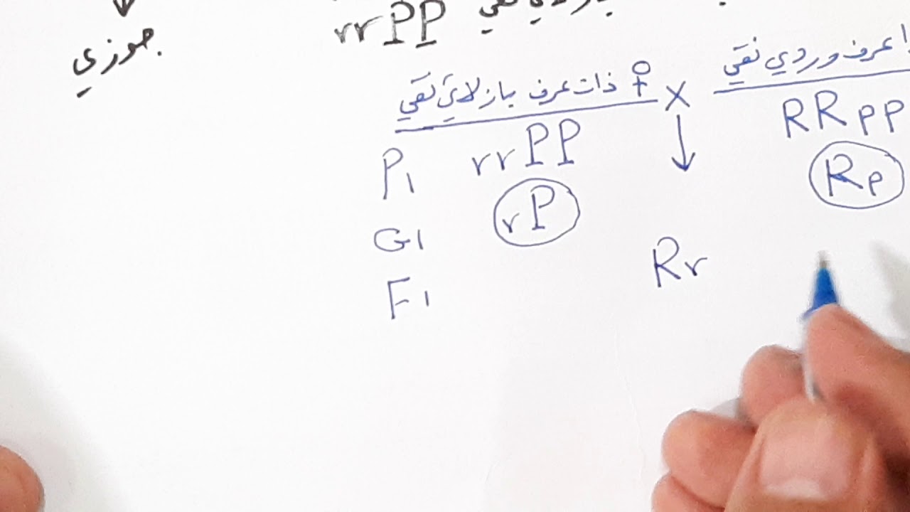 م٣٣/ وراثه لامندليه / تداخل الفعل الجيني في شكل العرف في الدجاج