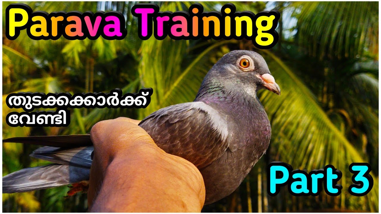 പറവ പരിശീലനം Parava training തുടക്കക്കാർക്ക് വേണ്ടി (3) Parava malayalam | ‎@KkPetsVlog Raeeskk